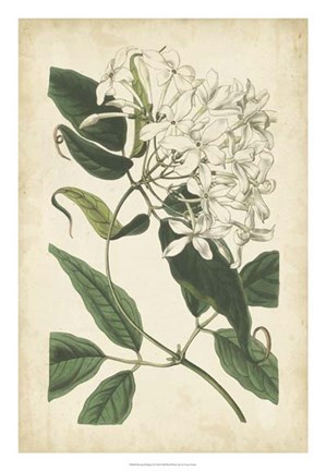 Framed Botanical Display II Print