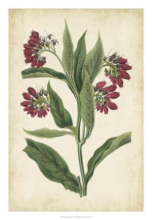 Framed Botanical Display IV Print