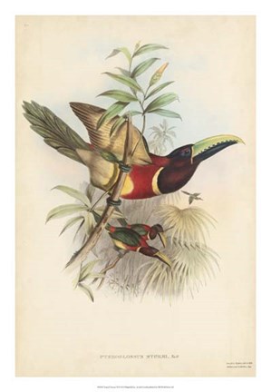 Framed Tropical Toucans III Print