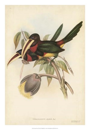 Framed Tropical Toucans VIII Print