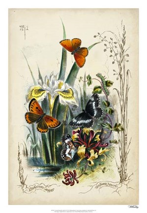 Framed Victorian Butterfly Garden II Print