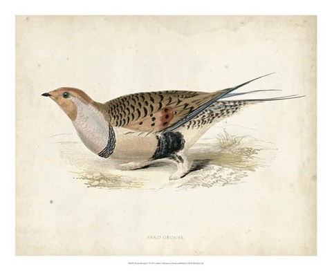 Framed Morris Pheasants V Print