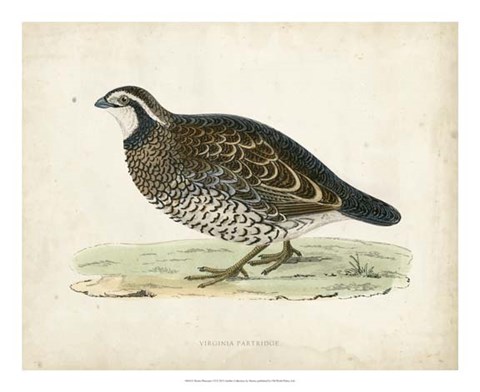 Framed Morris Pheasants VI Print