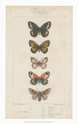 Pauquet Butterflies VI by P. Pauquet