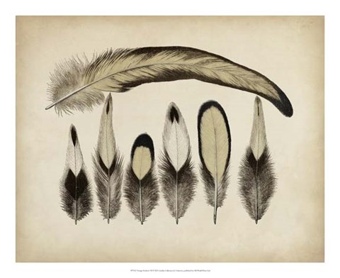 Framed Vintage Feathers VII Print