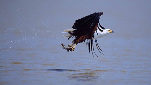 Framed African Fish eagle (Haliaeetus vocifer) flying with a fish in its claws Print
