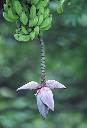 Framed Banana Flower Print
