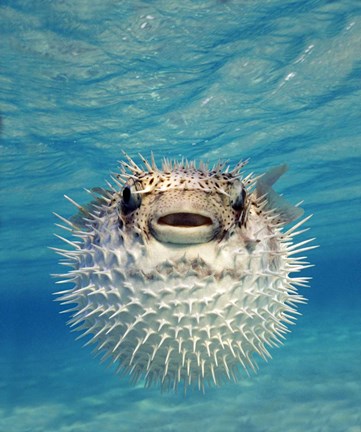 Framed Close-up of a Puffer fish, Bahamas Print
