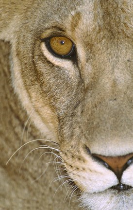 Framed Lioness Close-Up Tanzania Africa Print
