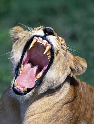 Framed Lioness Yawning, Tanzania Africa Print