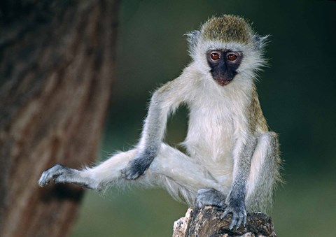 Framed Vervet Monkey Kenya Africa Print
