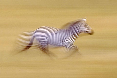 Framed Zebra in Motion Kenya Africa Print