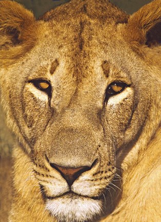 Framed Close-up of a lioness, Tanzania Print