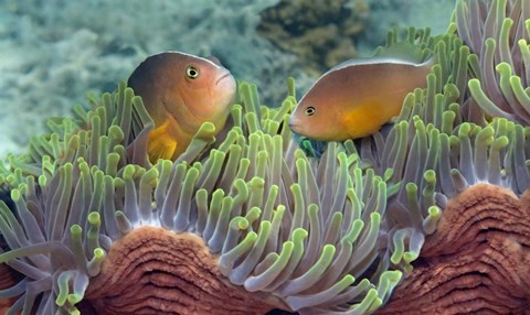 Framed Two Skunk Anemone fish and Indian Bulb Anemone Print