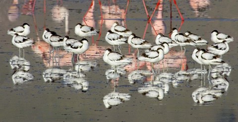 Framed Reflection of avocets and flamingos in water, Ngorongoro Crater, Ngorongoro Conservation Area, Tanzania Print