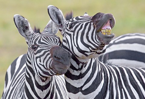 Framed Close-up of two zebras, Ngorongoro Crater, Ngorongoro Conservation Area, Tanzania Print