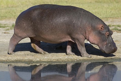 Framed Side profile of a hippopotamus walking, Ngorongoro Crater, Ngorongoro Conservation Area, Tanzania (Hippopotamus amphibius) Print
