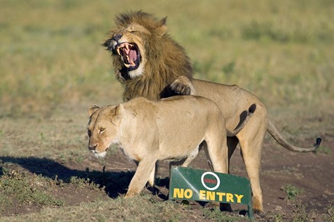 Framed Lion and a lioness mating, Ngorongoro Crater, Ngorongoro Conservation Area, Tanzania (Panthera leo) Print
