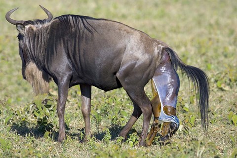 Framed Side profile of a wildebeest giving birth to its calf, Ngorongoro Crater, Ngorongoro Conservation Area, Tanzania Print