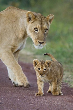 Framed Close-up of a lioness and her cub, Ngorongoro Crater, Ngorongoro Conservation Area, Tanzania (Panthera leo) Print