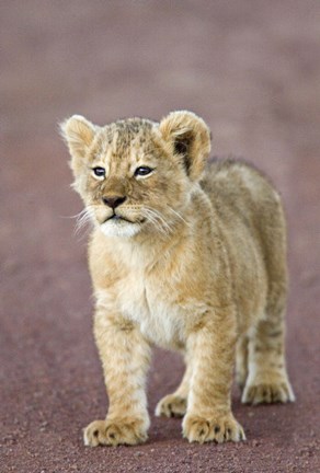 Framed Close-up of a lion cub standing, Ngorongoro Crater, Ngorongoro Conservation Area, Tanzania (Panthera leo) Print