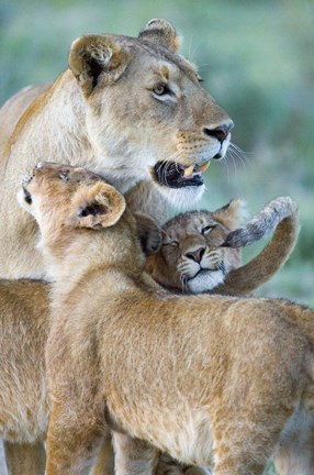 Framed Close-up of a lioness and her two cubs, Ngorongoro Crater, Ngorongoro Conservation Area, Tanzania (Panthera leo) Print