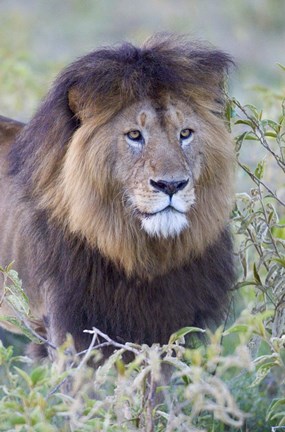 Framed Close-up of a Black maned lion, Ngorongoro Crater, Ngorongoro Conservation Area, Tanzania Print