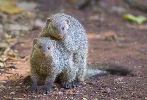 Framed Two mongoose mating, Lake Manyara National Park, Tanzania Print