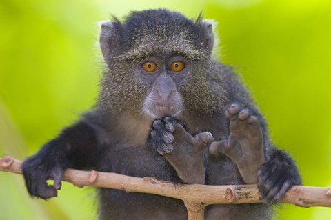 Framed Close-up of a Blue monkey sitting on a branch, Lake Manyara, Arusha Region, Tanzania (Cercopithecus mitis) Print