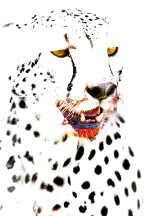 Framed Close-up of a Cheetah Print