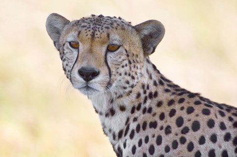 Close-up of a cheetah, Ngorongoro Conservation Area, Arusha Region, Tanzania (Acinonyx jubatus) by Panoramic Images