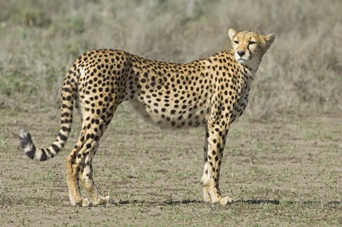 Framed Side profile of a cheetah, Ngorongoro Conservation Area, Arusha Region, Tanzania (Acinonyx jubatus) Print