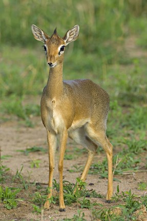Framed Kirk's dik-dik, Tarangire National Park, Arusha Region, Tanzania Print