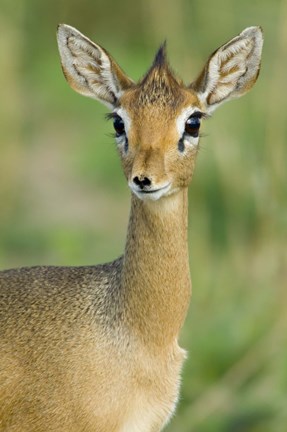 Framed Close-up of a Kirk's dik-dik, Tarangire National Park, Arusha Region, Tanzania (Madoqua kirkii) Print