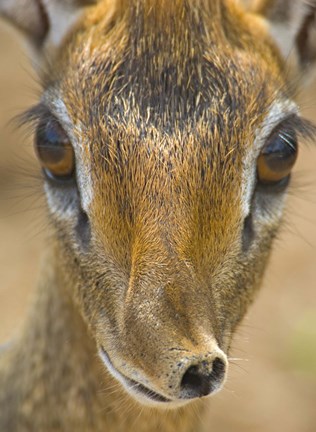 Framed Head of a Kirk&#39;s dik-dik, Tarangire National Park, Tanzania Print