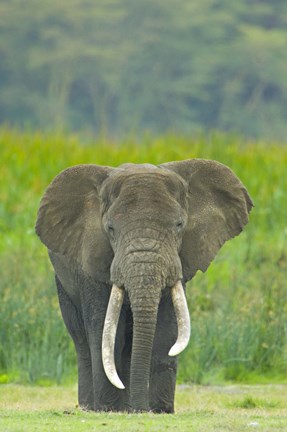 Framed Close-up of an African elephant in a field, Ngorongoro Crater, Arusha Region, Tanzania (Loxodonta Africana) Print