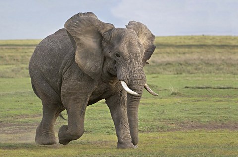 Framed African elephant (Loxodonta Africana) running in a field, Ngorongoro Crater, Arusha Region, Tanzania Print