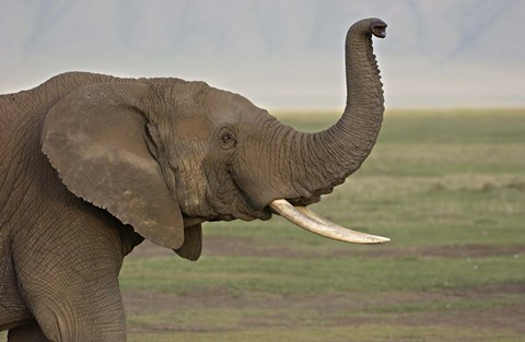 Framed Close-up of an African elephant, Ngorongoro Crater, Arusha Region, Tanzania (Loxodonta Africana) Print