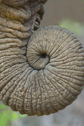 Framed Close-up of an African elephant's trunk, Ngorongoro Crater, Arusha Region, Tanzania (Loxodonta Africana) Print