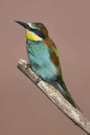Framed Close-up of an European bee-eater perching on a branch, Lake Manyara, Arusha Region, Tanzania (Merops apiaster) Print