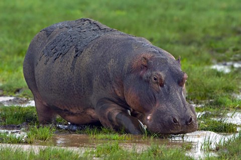 Framed Close-up of a hippopotamus, Lake Manyara, Arusha Region, Tanzania (Hippopotamus amphibius) Print