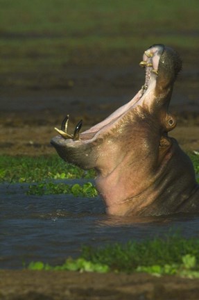 Framed Hippopotamus Yawning, Lake Manyara, Arusha Region, Tanzania Print