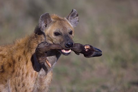 Framed Close-up of a hyena holding a wildebeest's leg, Ngorongoro Conservation Area, Arusha Region, Tanzania Print