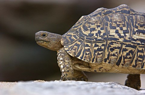Framed Close-up of a Leopard tortoise, Tarangire National Park, Arusha Region, Tanzania (Geochelone pardalis) Print