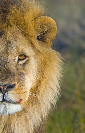Framed Close-up of a lion, Ngorongoro Conservation Area, Arusha Region, Tanzania (Panthera leo) Print