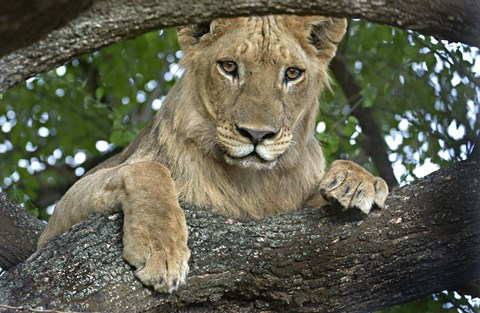Framed Close-up of a lion, Lake Manyara, Arusha Region, Tanzania (Panthera leo) Print