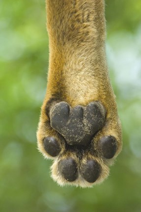 Framed Close-up of a lion&#39;s paw, Lake Manyara, Arusha Region, Tanzania (Panthera leo) Print