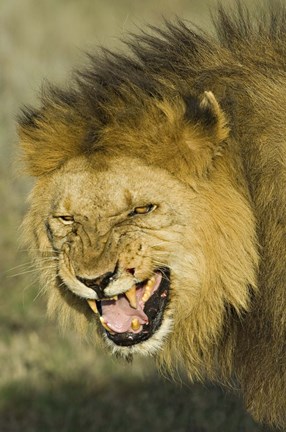 Framed Close-up of a lion snarling, Ngorongoro Conservation Area, Arusha Region, Tanzania (Panthera leo) Print