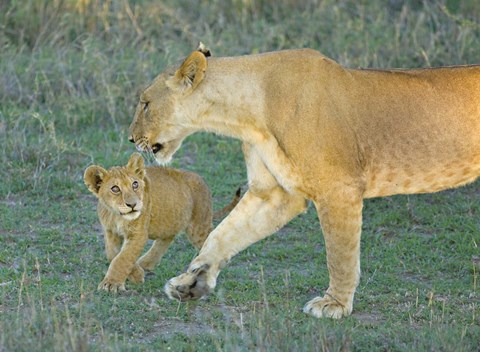 Framed Side profile of a lioness walking with its cub, Ngorongoro Conservation Area, Arusha Region, Tanzania (Panthera leo) Print