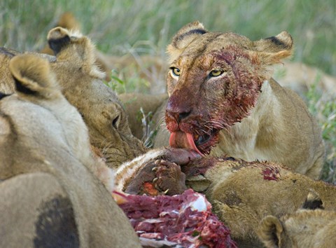 Framed Four lioness eating a kill, Ngorongoro Conservation Area, Arusha Region, Tanzania (Panthera leo) Print